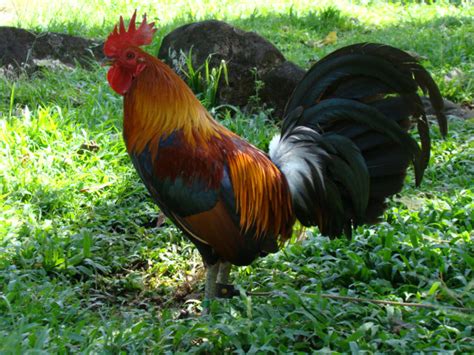 blue fever gamefowl|Circle L gamefarm.